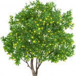 درخت لیمو Lemon tree