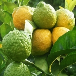 شش لیمو Hatkora lemon