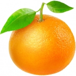 پرتقال ماندارین Mandarin Orange