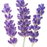 اسطوخودوس Lavender
