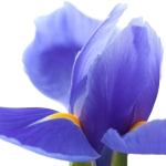 زنبق Iris