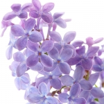 یاس بنفش Lilac