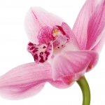ارکیده Orchid