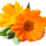 گل همیشه بهار انگلیسی English marigold