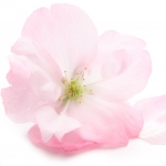 شکوفه آلبالو Sour Cherry Blossom