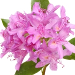 خرزه هندی Rhododendron