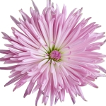 گل داودی (داوودی) Chrysanthemum