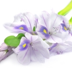 سنبل آبی Water Hyacinth