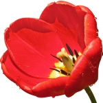 گل لاله Tulip