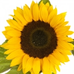 آفتاب گردان Sunflower