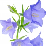 گل استکانی Bellflower