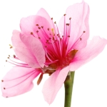 شکوفه گیلاس Cherry Blossom