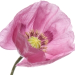 گل خشخاش، تریاک (جربرا) Opium