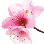 شکوفه زردآلو Apricot Blossom