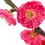 بونسای شکوفه آلو Plum blossom