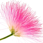 شکوفه درخت ابریشم Silk Tree Blossom
