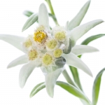گل قدیفه (سپید گوهر) Edelweiss