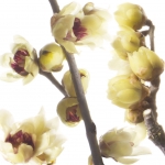 گل یخ Chimonanthus or Wintersweet