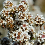 گل عطری (فراگونیا) Fragonia