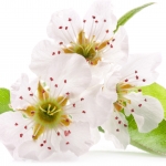 شکوفه گلابی Pear Blossom