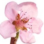 شکوفه شلیل Nectarine blossom