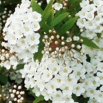 گل عروس (اسپیریا) Spiraea