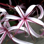 سوسن عنکبوتی (کرینوم) Crinum lily