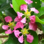 شکوفه گیلاس آسرولا Acerola blossom