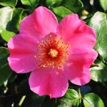رز اگلنتریا (رابیگینوسا) Rosa rubiginosa