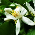 شکوفه ترنج Bergamot Blossom