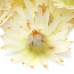 شکوفه گیلاس اسپانیایی Mimusops elengi