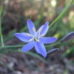 سوسن آبی Blue Lilies