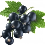 انگور فرنگی سیاه Black Currant