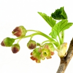 شکوفه انگور فرنگی سیاه Black Currant Blossom