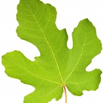 برگ انجیر Fig Leaf