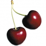 آلبالو Sour Cherry