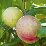 میوه کاسوآری Cassowary fruit