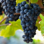 انگور سیاه پینوت Pinot Noir grapes