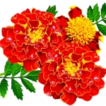 گل همیشه بهار Marigold