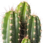 کاکتوس Cactus
