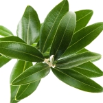 برگ زیتون Olive Leaf