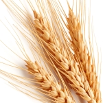 گندم Wheat