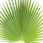 برگ نخل Palm leaf