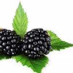 برگ تمشک سیاه Blackberry leaf