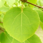 برگ کاسورا Katsura leaf