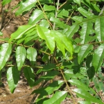درختچه کاترافی مداگاسکار Katrafay