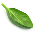 اسفناج Spinach