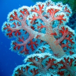 صخره مرجانی Coral Reef