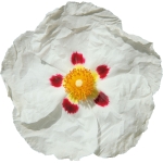 لابدانوم(گل لاله) Labdanum
