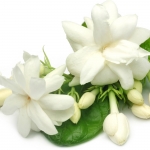 یاس سفید Jasmine